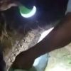 Pamit Pulang Duluan, Wanita di Sultra Tewas Dililit Piton 6 Meter