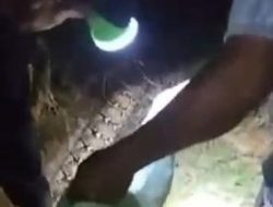 Pamit Pulang Duluan, Wanita di Sultra Tewas Dililit Piton 6 Meter