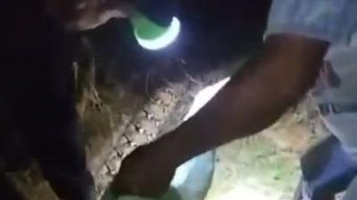 Pamit Pulang Duluan, Wanita di Sultra Tewas Dililit Piton 6 Meter