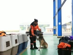 Respon Cepat Gempa NTT: Personel SAR Polri dan Anjing K-9 Diterbangkan ke Lokasi