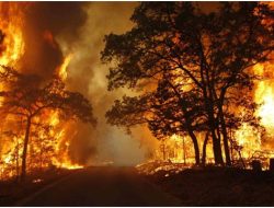 Bukan Efek El Nino! Bareskrim Bongkar Bukti 72 Orang Sengaja Bakar Hutan