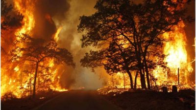 Bukan Efek El Nino! Bareskrim Bongkar Bukti 72 Orang Sengaja Bakar Hutan