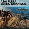 Asal Purba Taring Tarantula