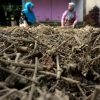 Minyak Nilam RI Laris Manis di Pasar Global, Ekspor Tembus 173 Juta Dolar AS