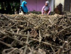 Minyak Nilam RI Laris Manis di Pasar Global, Ekspor Tembus 173 Juta Dolar AS