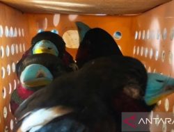 WN Sri Lanka Selundupkan 101 Ekor Burung Lewat Bandara Soetta