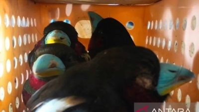 WN Sri Lanka Selundupkan 101 Ekor Burung Lewat Bandara Soetta