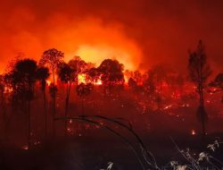 Karhutla Hantam Kawasan IKN, 100 Hektar Lahan Tahura Bukit Soeharto Terbakar