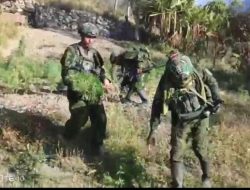 Ladang Ganja Raksasa OPM Terbongkar di Yahukimo, Pangkogabwilhan III: Kualitas Super Siap Edar