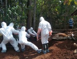 Tragedi Tradisi ‘Brandu’ di Gunungkidul: Potong Ternak Mati, 4 Warga Positif Antraks